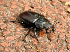 Menno 01 Vliegend Hert vrouwtje